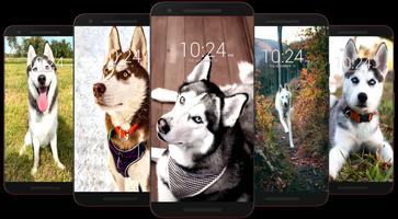 Husky Dog Wallpaper HD screenshot 1