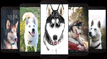 Husky Dog Wallpaper HD screenshot 2