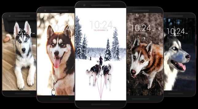 Husky Dog Wallpaper HD screenshot 3
