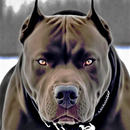 APK Sfondo del cane Pitbull HD