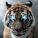 Papier Peint Tigre HD APK