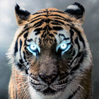 Papier Peint Tigre HD icône