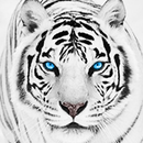 APK Sfondo di tigre bianca HD