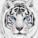 Papier Peint Tigre Blanc APK