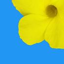 Gallery Photo & Video Premium APK