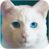 Omar Juegos Para Gatos APK