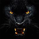 All Black Wallpaper Collection APK