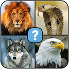 动物 测验 哺乳动物， 爬行动物 鸟类 鱼类 图标
