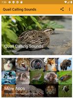Quail Calling Sounds poster