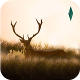 Elixir - Deer Running Game Zeichen