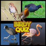 Birdy Quiz