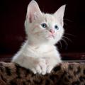 Animal Wallpapers: Best 3D Animal Wallpapers