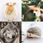 Guess The Animal icône