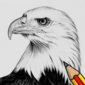 How To Draw Birds Step by Step