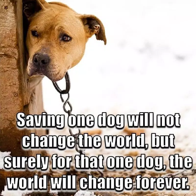Animal Lover APK pour Android Télécharger Animal Lover APK pour Android Télécharger