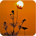 quote of the day : best quotes & proverbs-icoon