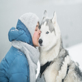 Wallpapers of Husky dogs