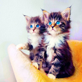 cats wallpapers