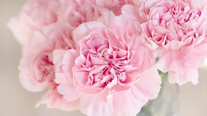 Rosa Blumen-Tapete APK Herunterladen