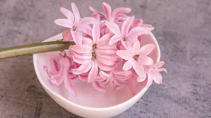 Rosa Blumen-Tapete APK Herunterladen