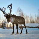 Reindeer wallpaper APK