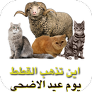 اين تذهب القطط يوم عيد الاضحى APK