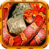 Snake Wallpaper ไอคอน