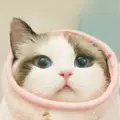 Cat Wallpaper