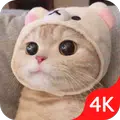 Cat Wallpaper