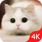 ikon Cute Cat Wallpaper Live HD