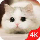 Cute Cat Wallpaper Live HD biểu tượng