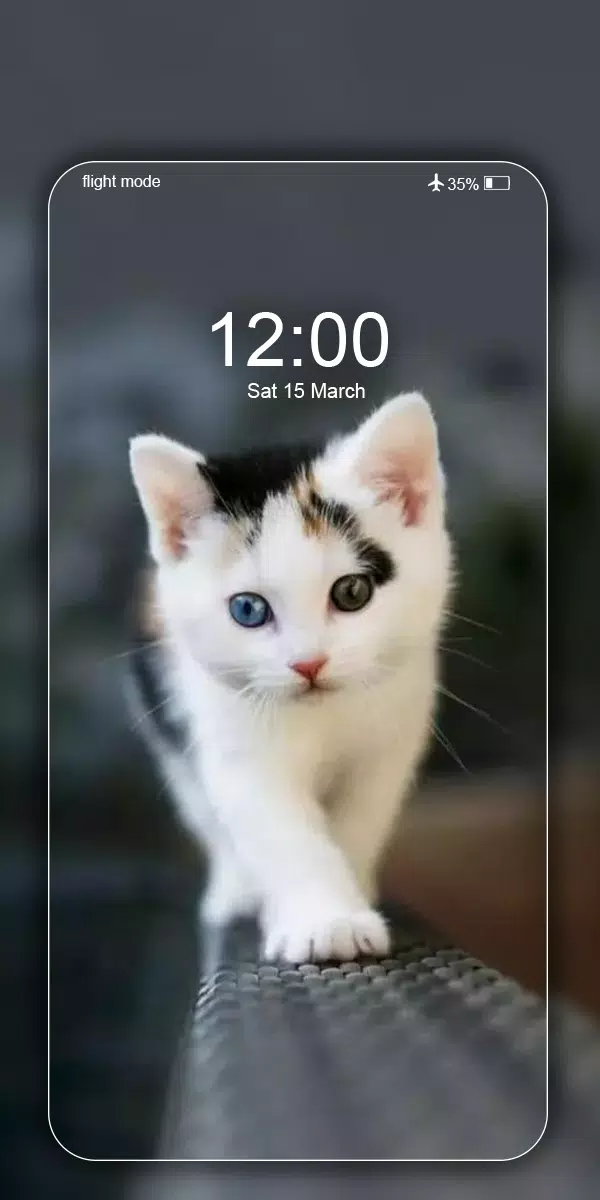 下载可爱猫壁纸 漂亮小猫咪高清背景图片照片的安卓版本