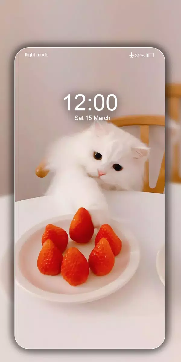 可爱猫壁纸 漂亮小猫咪高清背景图片照片安卓下载 安卓版apk 免费下载
