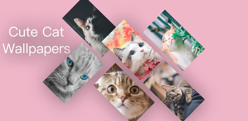 可爱猫壁纸 免费漂亮小猫咪高清背景图片照片安卓下载 安卓版apk 免费下载 可爱猫壁纸 免费漂亮小猫咪高清背景图片照片安卓下载 安卓版apk 免费下载