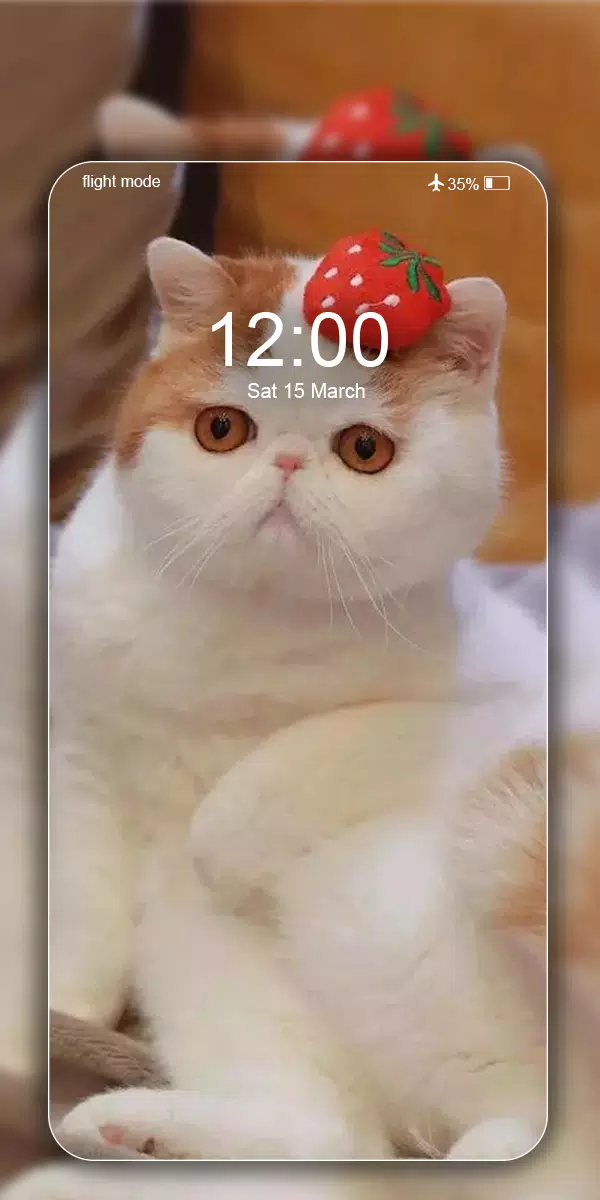 可爱猫壁纸 漂亮小猫咪高清背景图片照片安卓下载 安卓版apk 免费下载