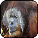 Visit Sabah APK