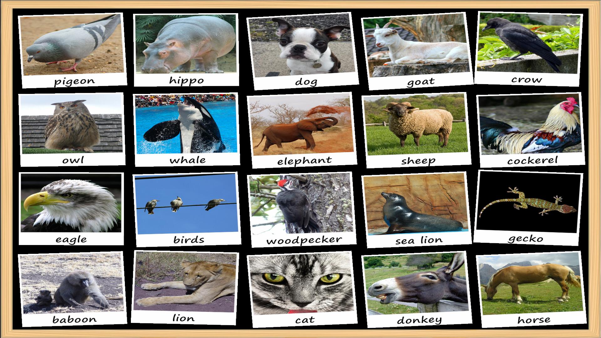 Animal Sounds Soundboard APK for Android Download Animal Sounds Soundboard APK for Android Download