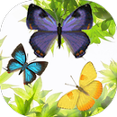Butterfly and Blossom live wal APK