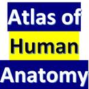 Human Anatomy APK