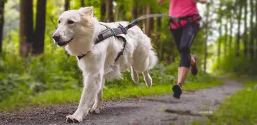 Rundogo - track dog's workouts