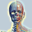 Anatomy View biểu tượng