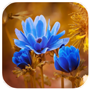 FlowerWall: Flower Images App APK