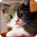 可爱的猫主题 APK