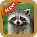 Raccoon Wallpaper APK