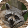 Raccoon Sounds