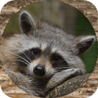 Raccoon Sounds icône