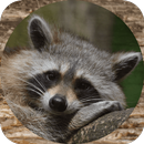 Raccoon Sounds APK