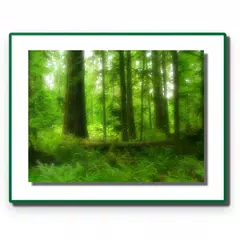 Forest Conservation Act 1980 APK download