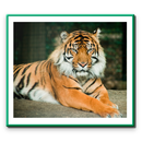Wild Life (Protection)Act 1972 APK