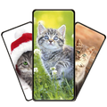 Cute Cat Wallpapers HD